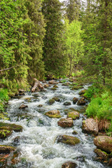 Water flowing in the woods