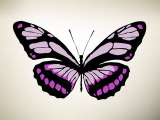 Butterfly. Vector illustration