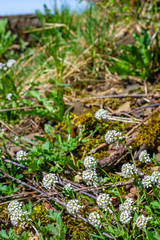 Flowering Alpine pennygrass flower in spring