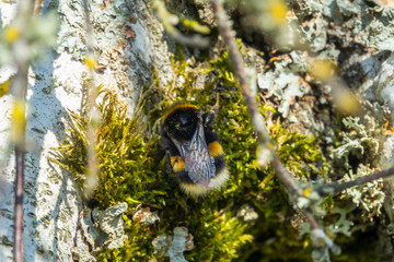 Bumblebee in moss on a tree trunk