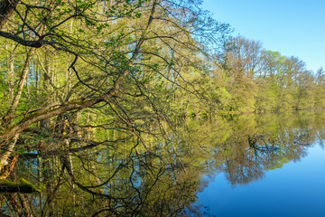 Forest lake with hanging branches over the water