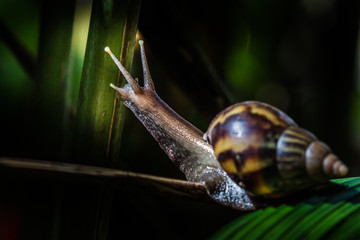 Brazilian Snail This big snail is very common in brazilian forest.