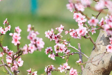 Peach Blossom - Spring of Japan -