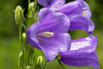 Violet flowers of blooming bellflower in garden, close up