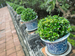 Green shrubs in Chinese pots,  blue and white porcelain,.Arranged in rows placed on poles with algae.Focus on the front bush