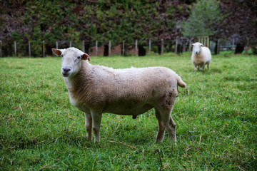 A sheep standing in a green field