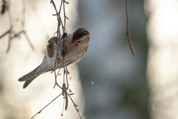 A tit sitting in a tree and eating its seeds during sunny spring weather.