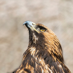 Golden eagle. Golden eagle is one of the most famous birds of prey of the family of hawks, the...