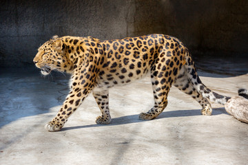 Amur leopard. He's a predatory mammal of the cat family. A unique species in danger of extinction.