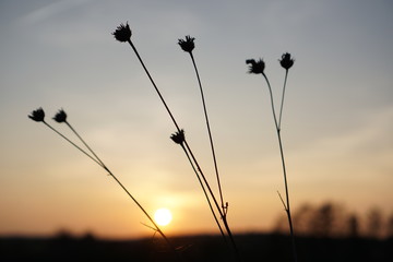 silhouette of grass at sunset