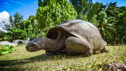 Fototapeta premium Portrait of a giant tortoise 56