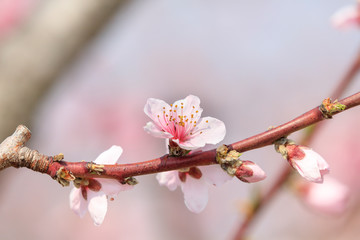 Peach Blossom - Spring of Japan -