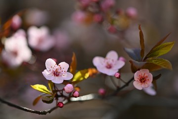 Spring flowers. Beautifully blossoming tree branch. Cherry - Sakura and sun with a natural colored background. Springtime season.