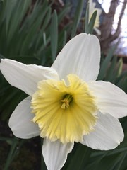 daffodil in the garden