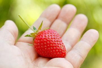 Obraz premium Strawberry on hand.