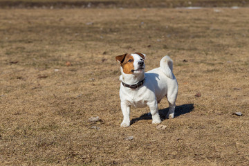 dog on beach
