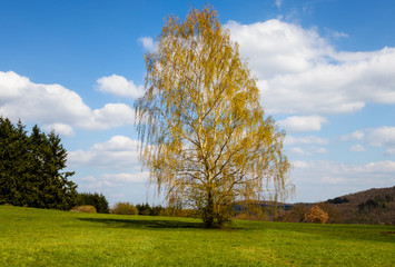Obraz premium Blosoming Birch Tree with Clouds and blue sky in the background and green grass in the foreground
