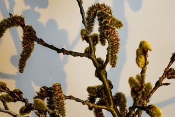 Branches of aspen with fluffy earrings. Spring flowering of trees, the wind carries pollen from...