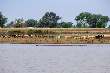 Fototapeta na wymiar A herd of goats and sheep on the bank of the river 