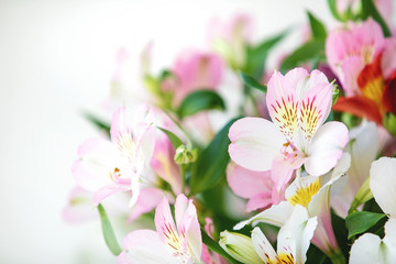 Closeup of spring pink alstroemeria flowers with soft focused green leaves on white background