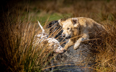 The Golden retriever