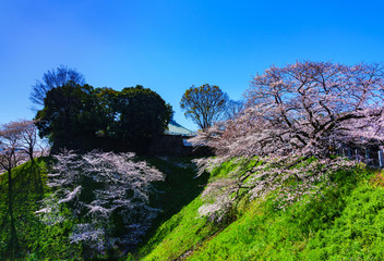 [東京都] 千鳥ヶ淵の桜（北の丸公園）