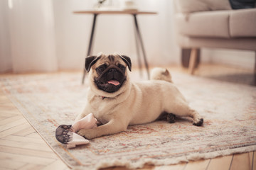  Little pug playing at home