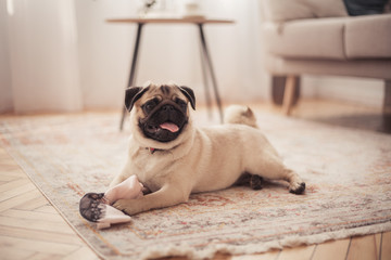  Little pug playing at home