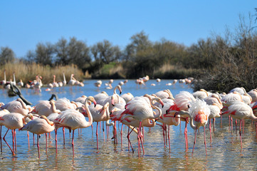 Flamants roses de Camargue © bobdu11