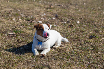 dog on grass