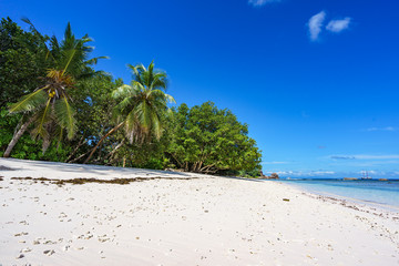 Palm trees, white sand and turquoise water at the beach of anse severe, la digue, seychelles 8