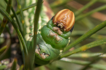 A caterpillar of Sphinx pinastri. Hyloicus pinastri.