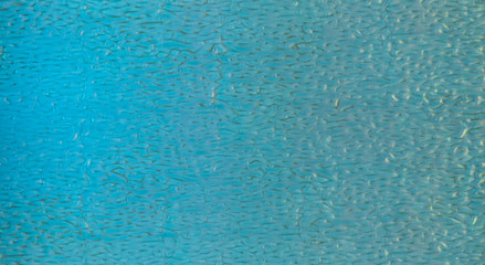 classic blue mosaic tile in the pool