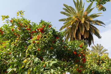 Africa morocco oranges grow among pollen trees