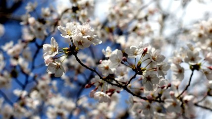 SONY DSC