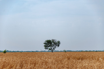 Single tree in the wheat field