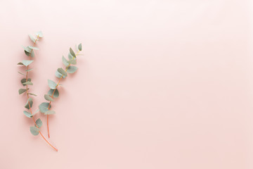 Flowers and eucaaliptus composition. Pattern made of various colorful flowers on white background. Flat lay stiil life.