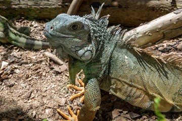 portrait of a green iguana leguan