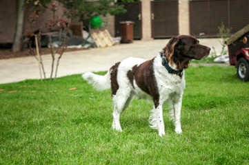 Hunting dog setter in nature,Dog Setter is playing on a grass