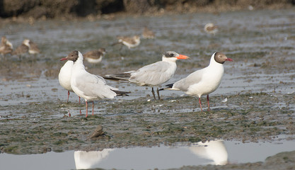 BROWN HEADED GULL & WHISKERED TERN