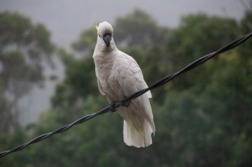 Cockatoo