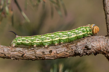 A caterpillar of Sphinx pinastri. Hyloicus pinastri.