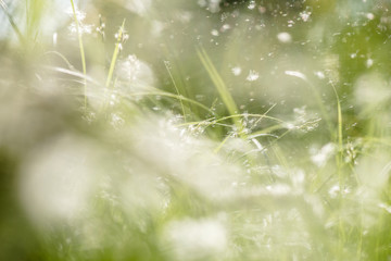 Blurred faded green grass abstract meadow background