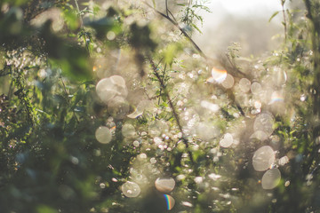 Blurred magical bookeh background fresh sunglight in macro plants