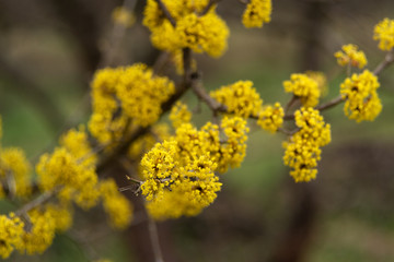 dogwood blooms in spring yellow flower.