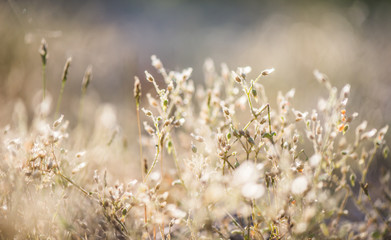 Delicate meadow plants calming pastel background