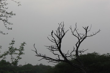 SULTANPUR BIRD SANCTUARY