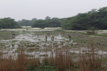 SULTANPUR BIRD SANCTUARY