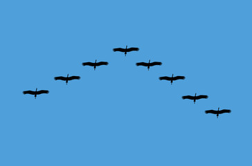 Bird Migration illustration
