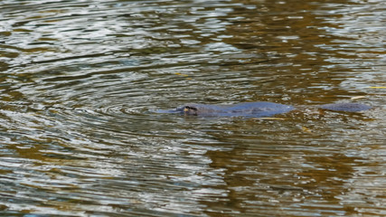 platypus on the surface of a river in tasmania